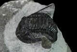 Bargain, Cornuproetus Trilobite Fossil - Issoumour, Morocco #165883-3